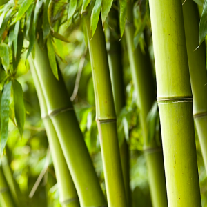 Retroscent - Nieuwe geur Bamboe